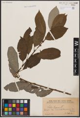 Foto von Salix caprea L.